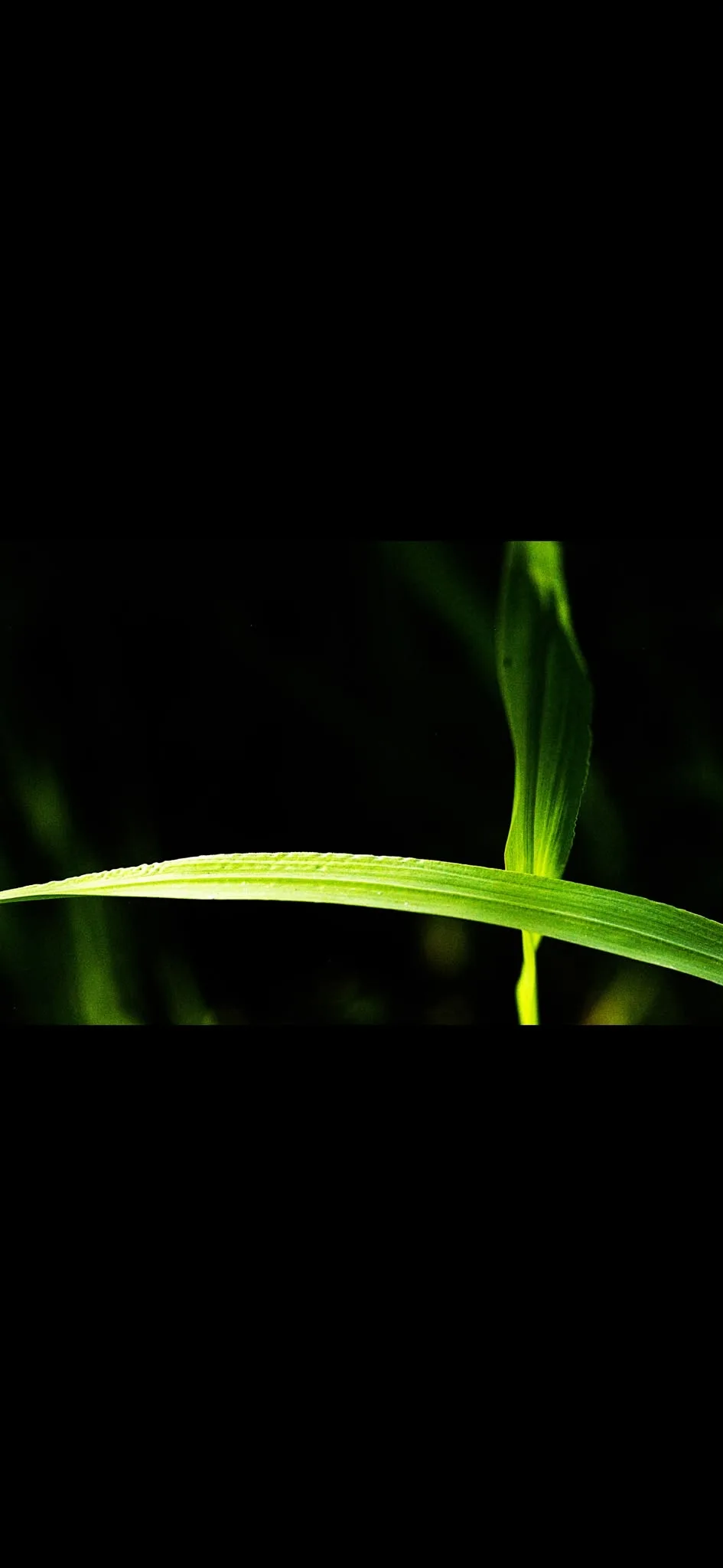 One blade, dark — photograph by Elad