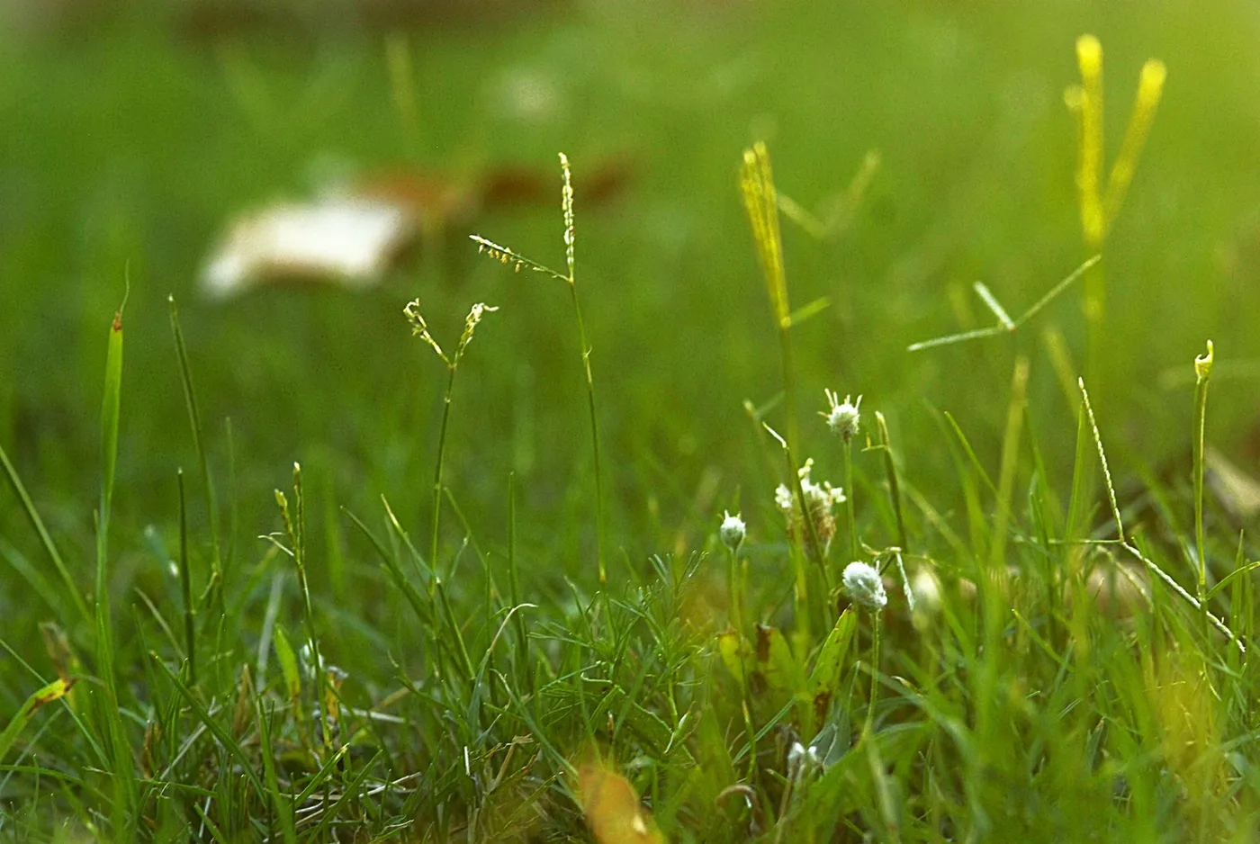 Ground level — photograph by Elad