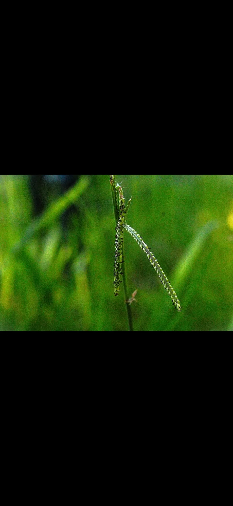 Seed head — photograph by Elad
