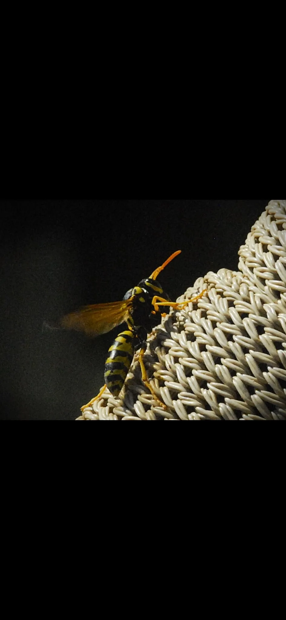 Wasp, landing — photograph by Elad