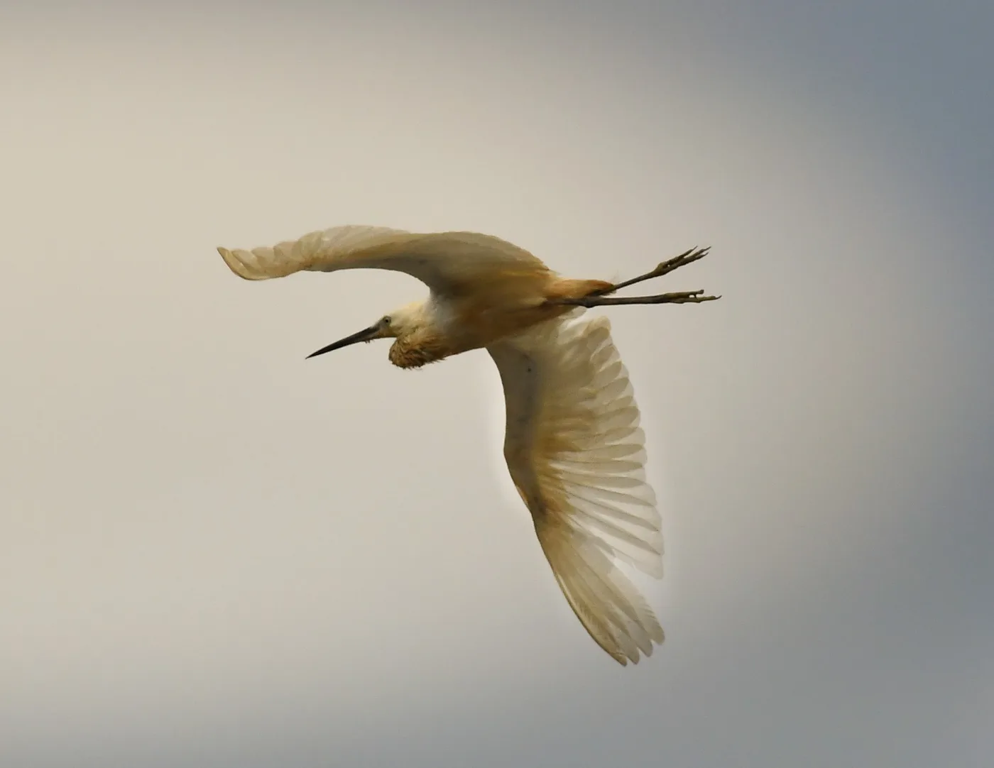 Photograph by Elad