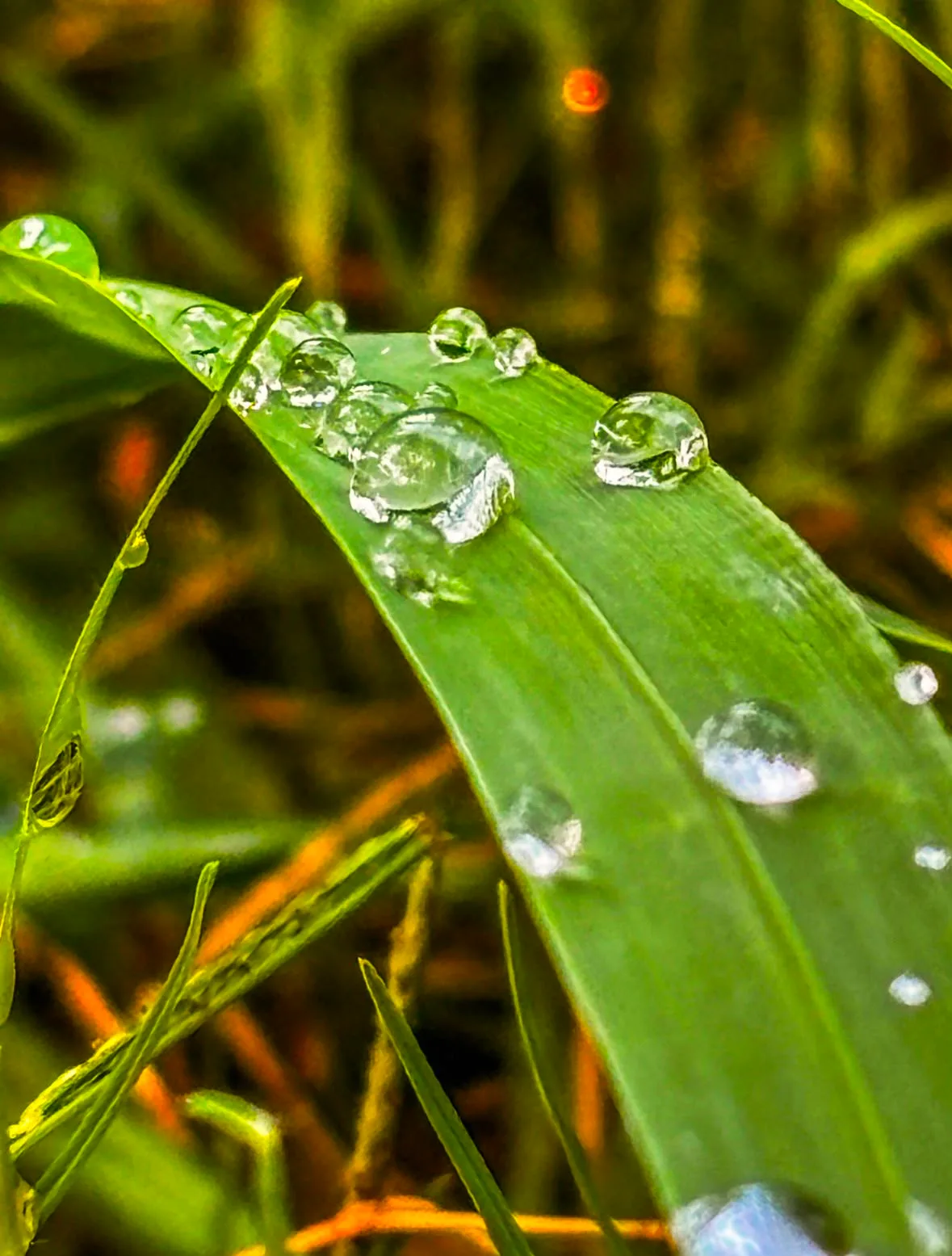 Nine drops — photograph by Elad